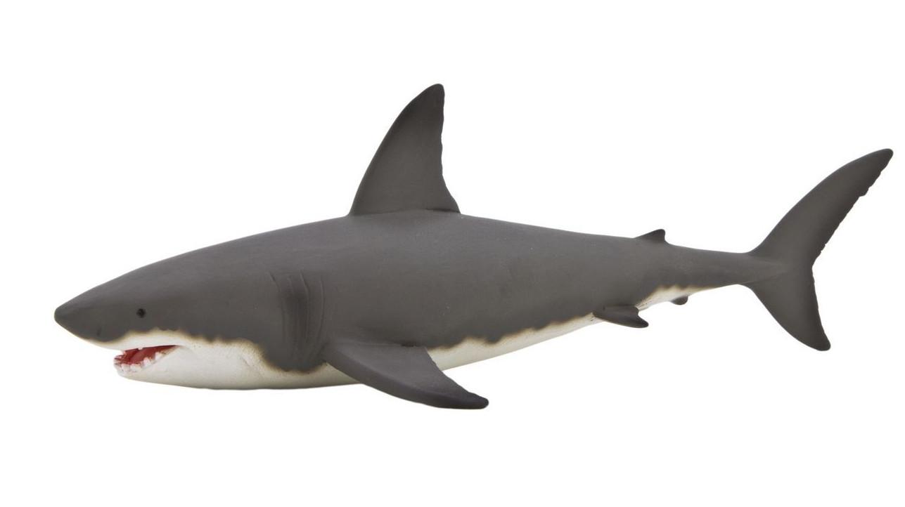 Isurus hastalis акула