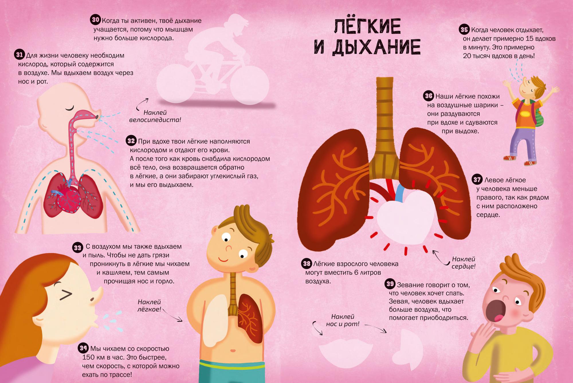 Удивительные факты о человеческом организме