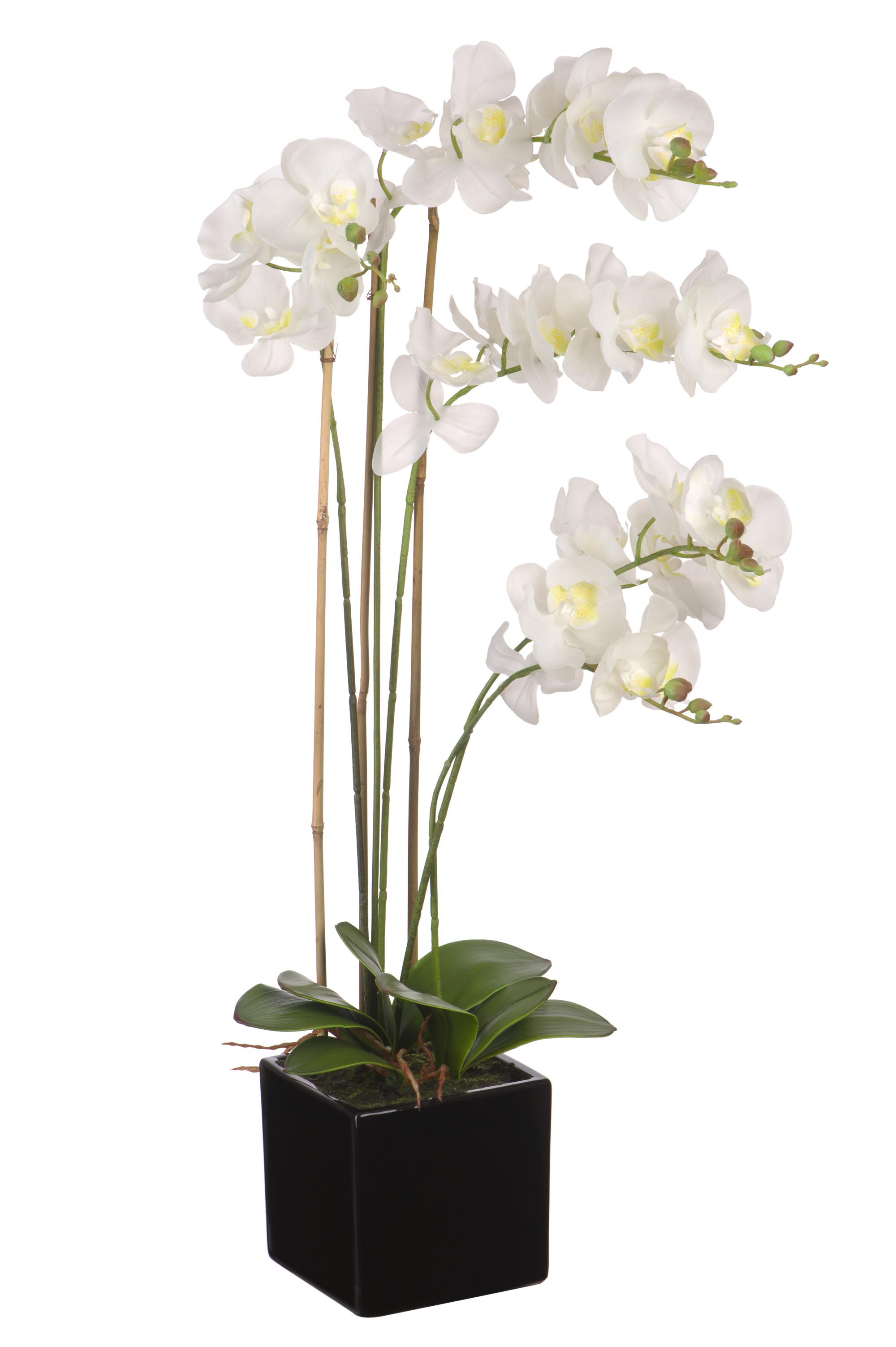 Купить орхидею в ставрополе. Орхидея Royal tiny Kizz. Архидея белая в горшке. Белая Орхидея в горшке. Фаленопсис белый в горшке.