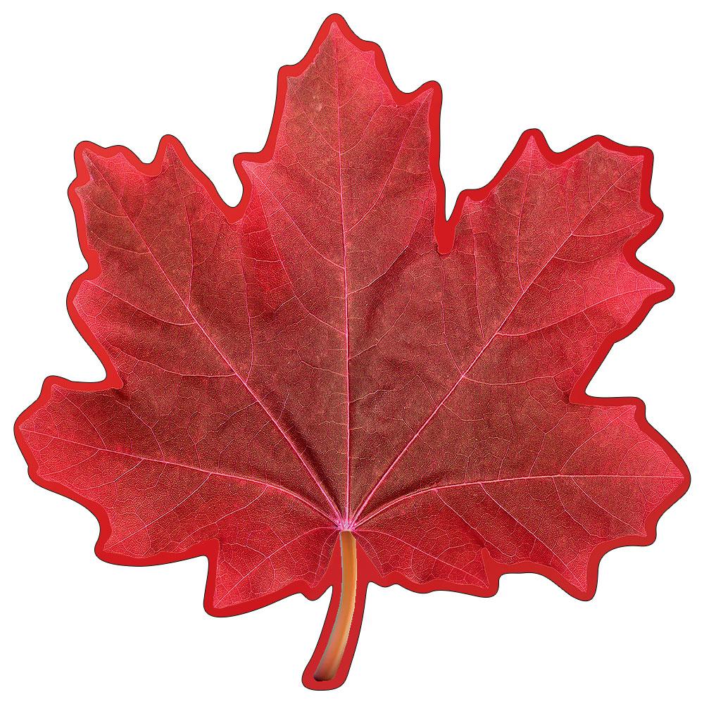 Листья клена желтые и красные. Осенний кленовый лист. Красный кленовый лист. Красный кленовый листик. Клен с красными листьями.