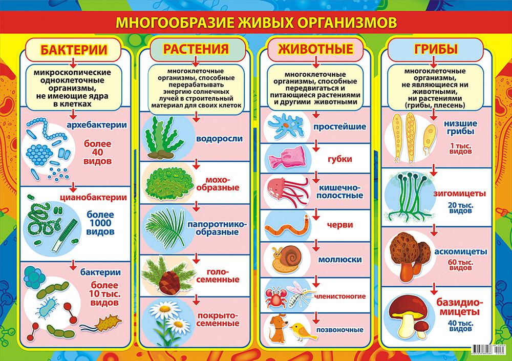 Классы живых организмов. Многообразие живых организмов. Плакаты для детей. Обучающие плакаты для детей. Наглядное пособие 