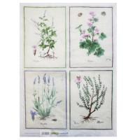 Декупажная бумага рисовая "Ботанические иллюстрации", 35x50 см, арт. QSIPR055