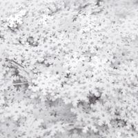 Пайетки "Снежинки", 7 мм, 10 грамм, цвет: L010 белый