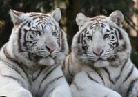 Пазл "Пара Белых Тигров", 520 деталей