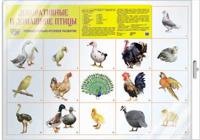 Демонстрационный плакат А2 "Декоративные и домашние птицы" (в пакете)