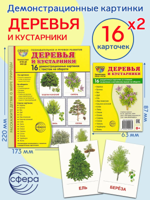 Демонстрационные картинки "Деревья и кустарники" (2 формата)