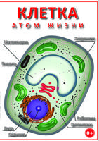 DVD (MPEG4). Клетка - "атом жизни"